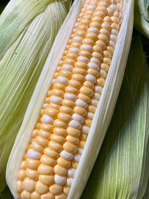 云南水果玉米,买5斤送3斤(9-13根),包邮,脆甜爆汁,颗粒饱满,可生吃熟