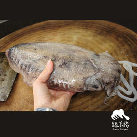 野生墨鱼 | 合作生产 * Wild- cuttlefish | Coproduction