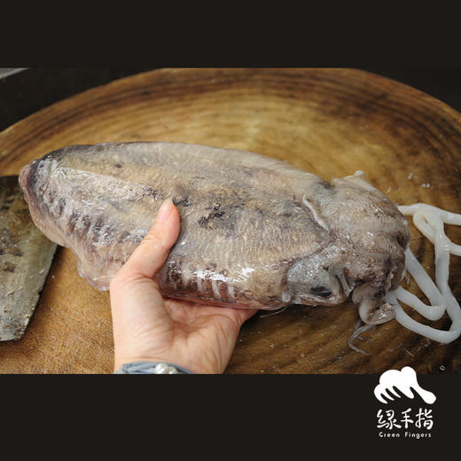 野生墨鱼 | 合作生产 * Wild- cuttlefish | Coproduction 商品图0