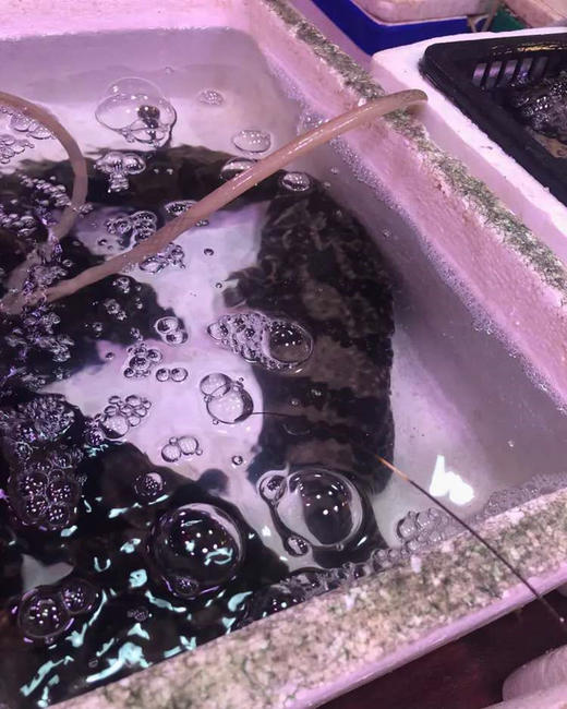 苏鼠斑鱼 商品图0