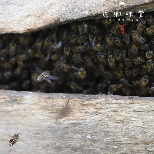 平武中蜂蜜（成都仓库-顺丰快递） | 430g/瓶，来自四川平武，采集者：鲜亚平【合作生产，公平贸易】 商品图7
