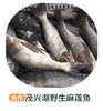茂兴湖野生麻莲鱼 （中号冻） 商品缩略图0