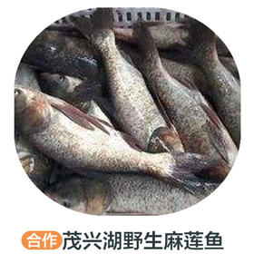 茂兴湖野生麻莲鱼 （中号冻）