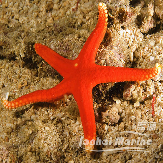 艳红小海星 商品图4