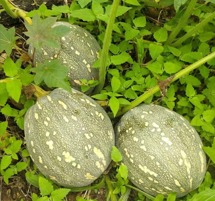 中国海油对口扶贫五指山南瓜预售