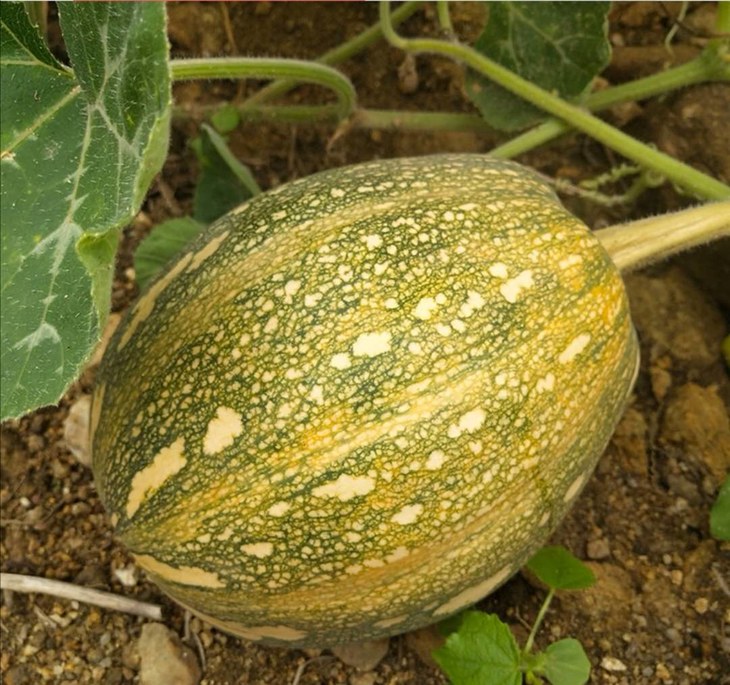 中国海油对口扶贫五指山南瓜预售