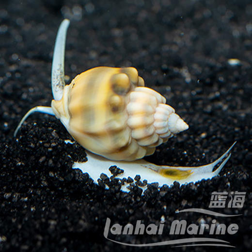长鼻翻砂螺 商品图8
