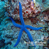 蓝海星 商品缩略图1
