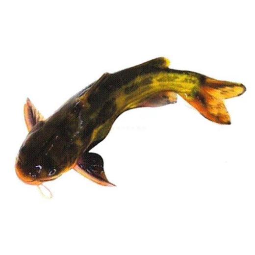 黄蜂鱼 500g 商品图0