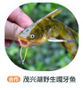 茂兴湖野生嘎牙子（周四前下单 周六配送 鱼是特殊产品氧气袋发货保鲜不保活） 商品缩略图0