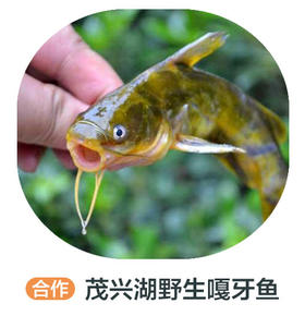 茂兴湖野生嘎牙子（周四前下单 周六配送 鱼是特殊产品氧气袋发货保鲜不保活）