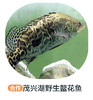 茂兴湖野生鳌花鱼（周四前下单 周六配送 鱼是特殊产品氧气袋发货保鲜不保活） 商品缩略图0