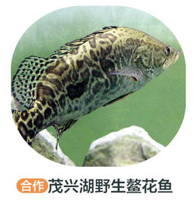 茂兴湖野生鳌花鱼（周四前下单 周六配送 鱼是特殊产品氧气袋发货保鲜不保活）