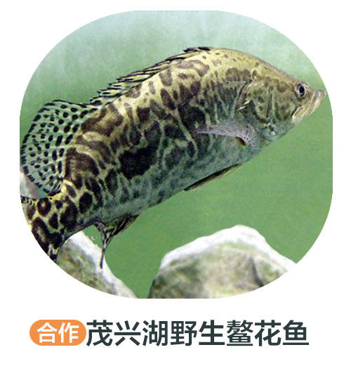 茂兴湖野生鳌花鱼（周四前下单 周六配送 鱼是特殊产品氧气袋发货保鲜不保活） 商品图0