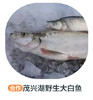 茂兴湖野生大白鱼（冻） 商品缩略图0