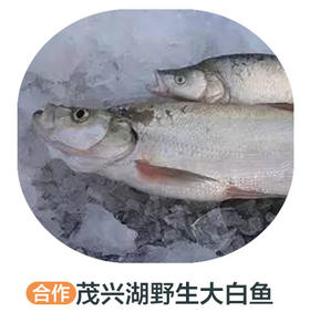 茂兴湖野生大白鱼（冻）