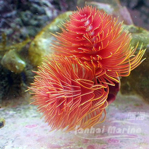 艳红管虫 商品图7