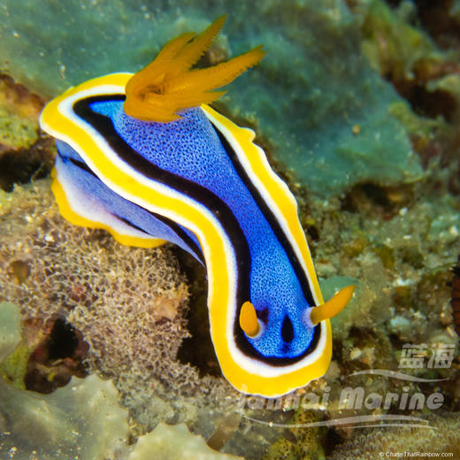 彩色海兔 商品图8