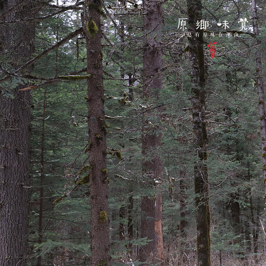 平武中蜂蜜（成都仓库-顺丰快递） | 430g/瓶，来自四川平武，采集者：鲜亚平【合作生产，公平贸易】 商品图6