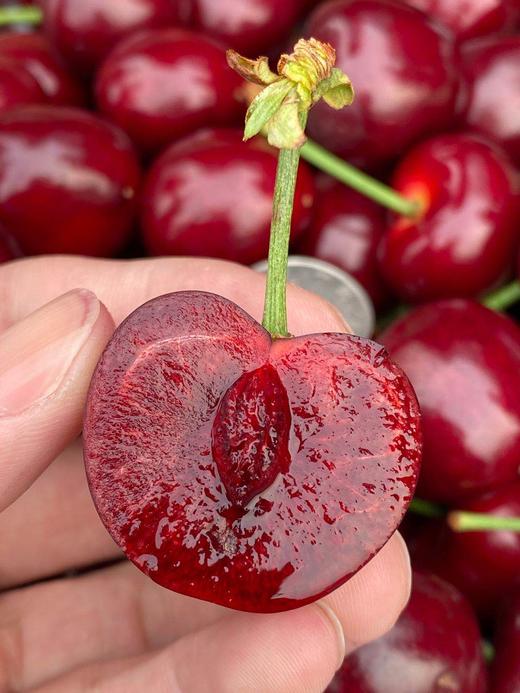 周四取货：【大连6A樱桃】一份1斤左右，美味可口，酸甜多汁，个头大，肉质鲜嫩！ 商品图4