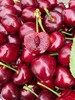 周四取货：【大连6A樱桃】一份1斤左右，美味可口，酸甜多汁，个头大，肉质鲜嫩！ 商品缩略图1