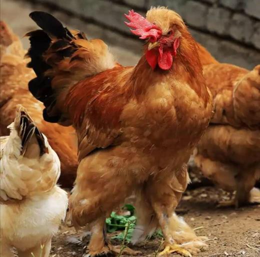 【高福农场 散养北京油鸡老母鸡】净重约1300g/只，空运直达，产地陕西扶风 商品图4