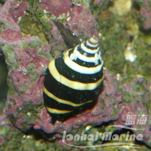 蜜蜂螺 商品图1