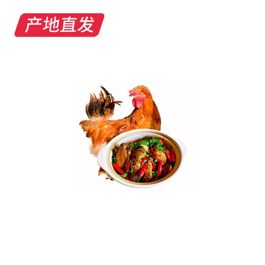 【高福农场 散养北京油鸡大公鸡】约1800g/只，空运直达，产地陕西扶风 商品图1