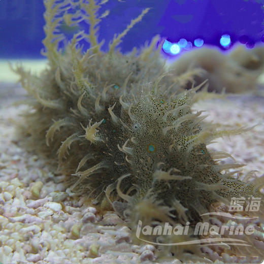 蓝点食苔海猪 商品图1