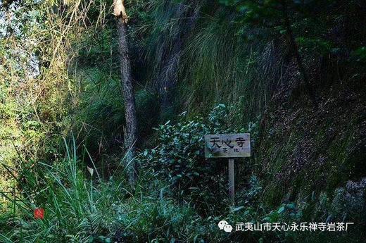 【武夷山天心永乐禅寺】 天心禅茶香云盖大红袍 武夷岩茶 商品图10