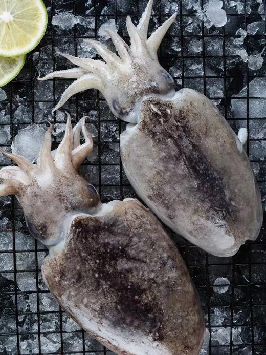 野生墨鱼适合白灼生炒500g