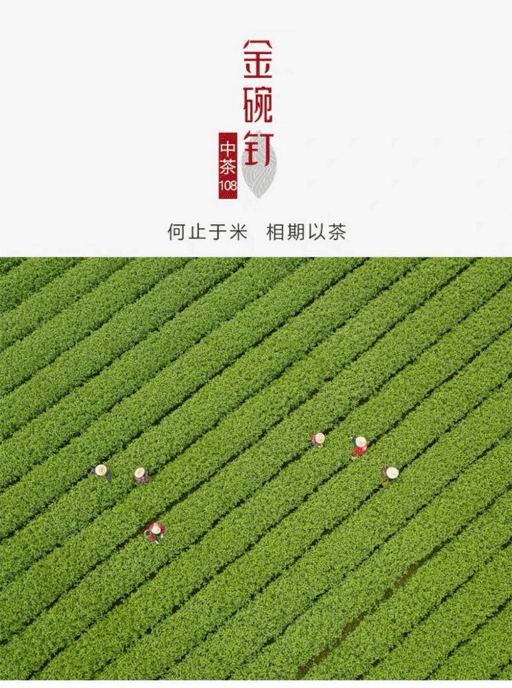 百里小厨|中茶108 明前雀舌级绿茶 金碗钉 尊贵之选 一杯龙冠茶 半部