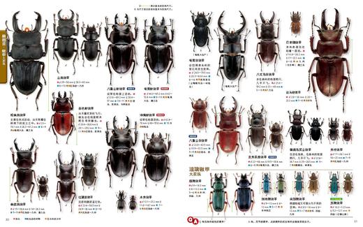 MOVE图鉴 《昆虫》后浪出版  原来昆虫具备这么多超能力！ 商品图3