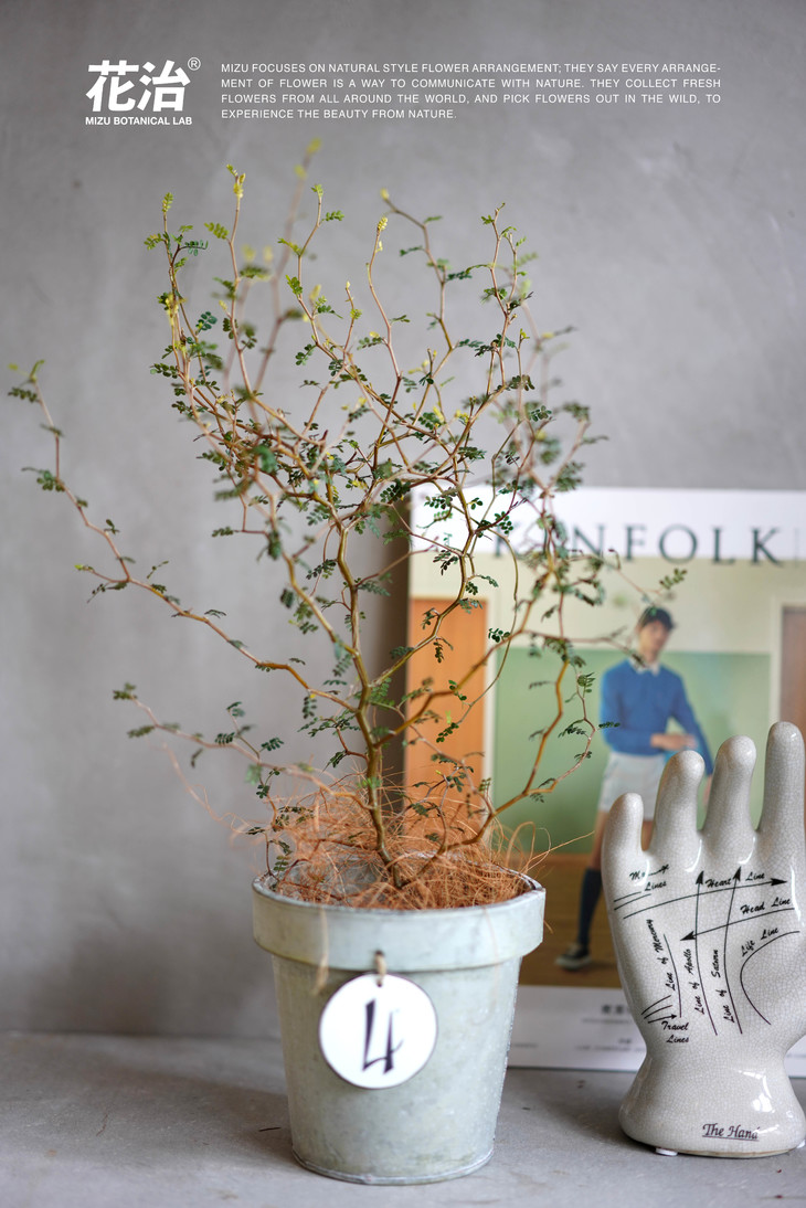 童话刺森 - 新西兰刺槐(进口植物)