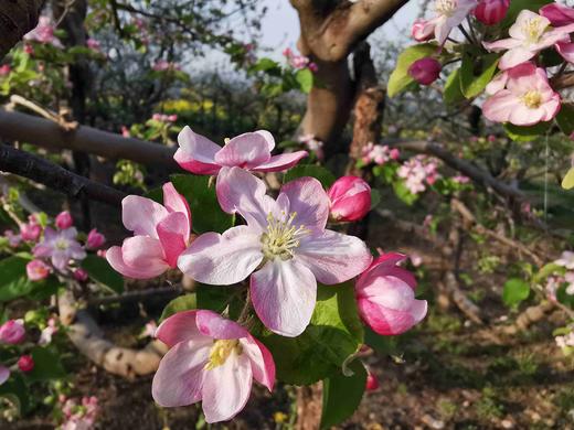 2026年爸爸的苹果“月卡”（每周一箱，给自己好的） 商品图4