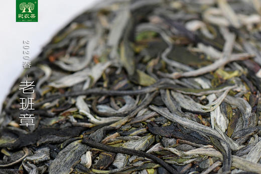 彩农茶｜老班章2020头春古树纯料青饼 商品图4