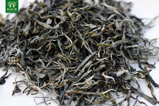 彩农茶｜老班章2020头春古树纯料青饼 商品图2
