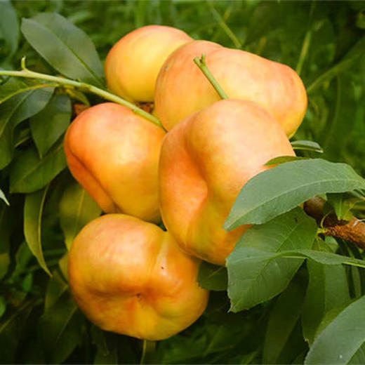 黄金色油蟠桃脆甜肉无毛扁黄蟠桃子新鲜水果应季