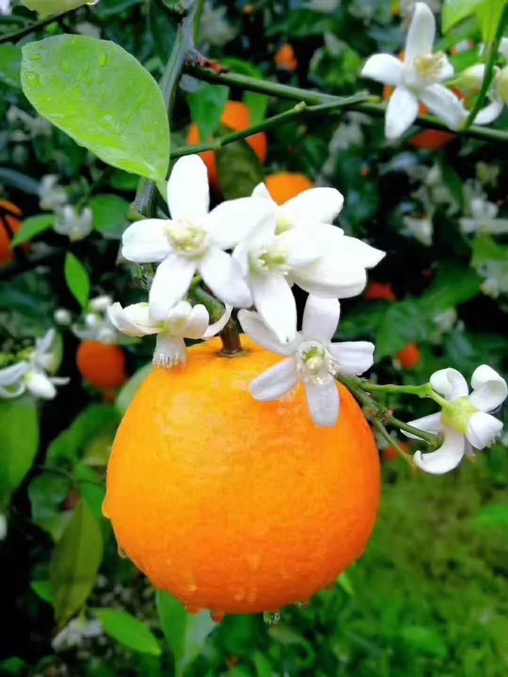 故乡好物帝王橙秭归伦晚脐橙