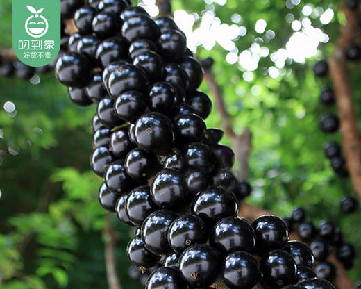 树上熟老树树葡萄/1盒（约500g） 商品图3