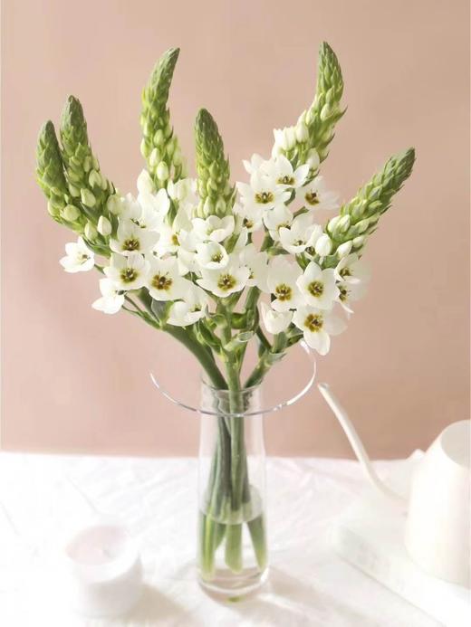 配花-圣心百合-白色-5枝/扎 商品图0