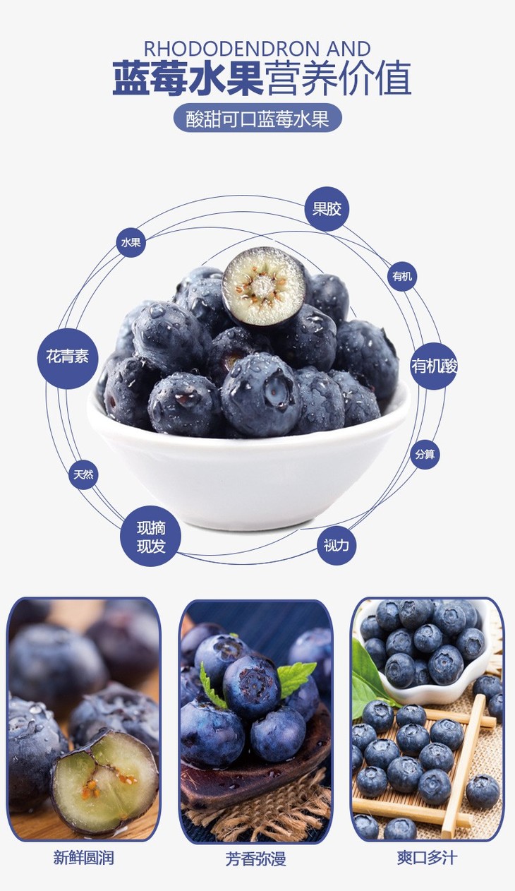 塞拉蓝莓品种介绍图片