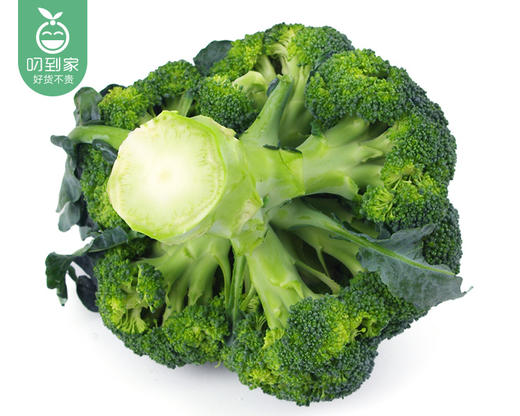 【叼鲜蔬】甘肃新鲜西兰花/1份（约500g） 商品图3