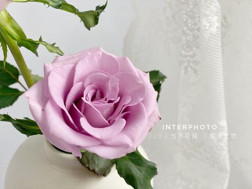 【AB级海洋之歌玫瑰.第二份减10元】10支/份 长约60-65cm 商品图4