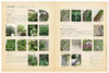 庭と暮らせば BROCANTEスタイルの庭づくり，庭院植物 花艺景观 商品缩略图3