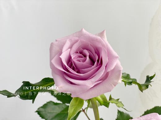 【AB级海洋之歌玫瑰.第二份减10元】10支/份 长约60-65cm 商品图3