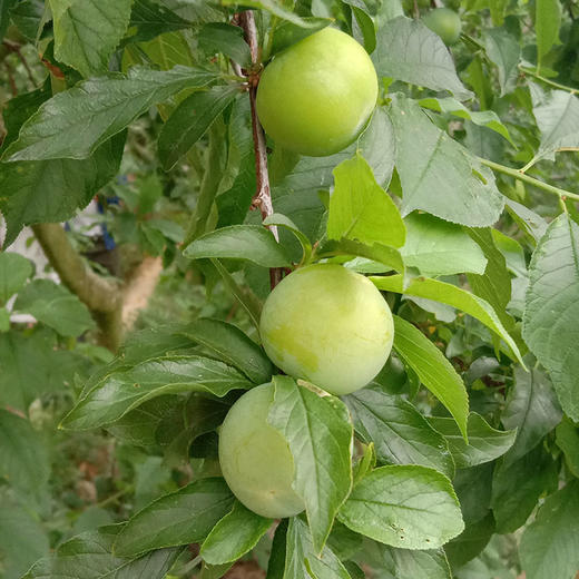 网红口水李三月李酸脆爽口应季水果现摘现发停不下来的酸爽