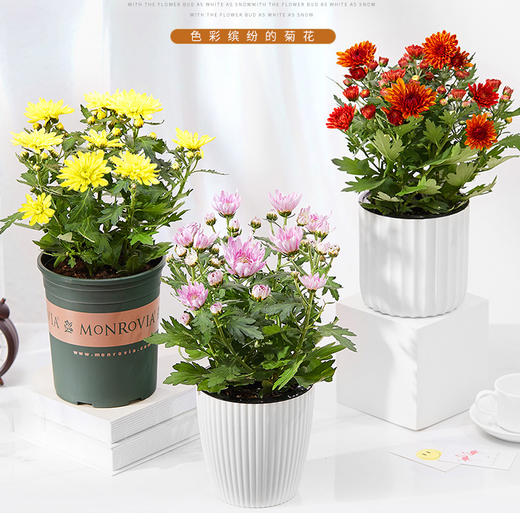 小菊盆栽 花开绚丽多姿 小菊花观花植物室内花小雏菊盆栽带花四季开花不断绿植 花小蕾花店