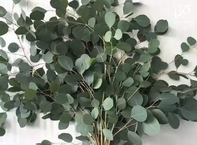 bo全球农场苹果尤加利叶3支