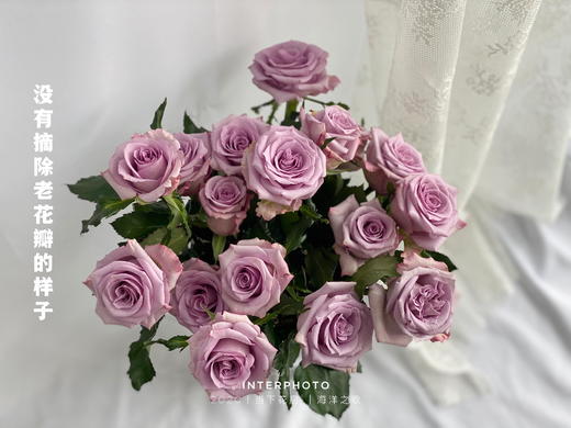 【AB级海洋之歌玫瑰.第二份减10元】10支/份 长约60-65cm 商品图8